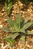 Agave parryi RCP6-06 323.jpg